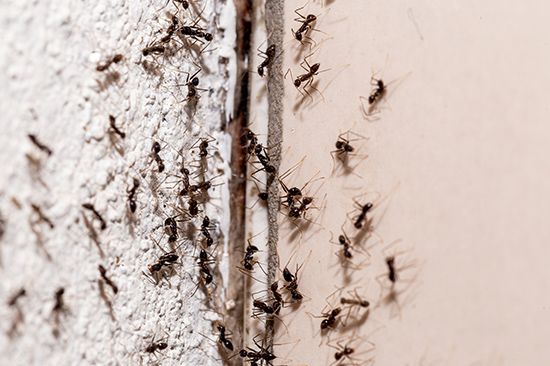 Ants trailing along a wall