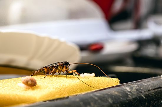 Cockroach on a kitchen sponge