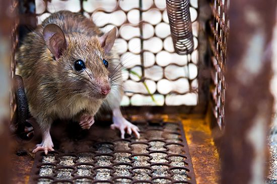 Rat caught in a cage trap