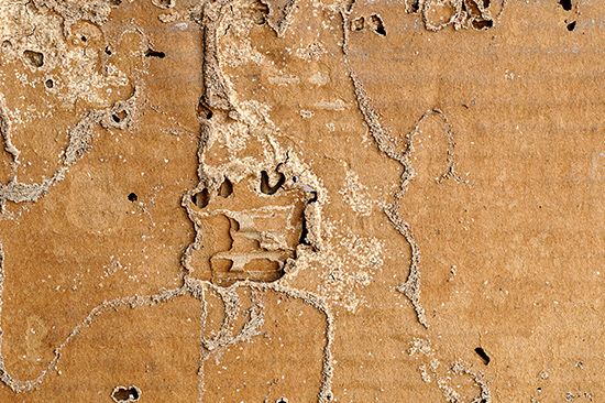 Timber eaten hollow by termites